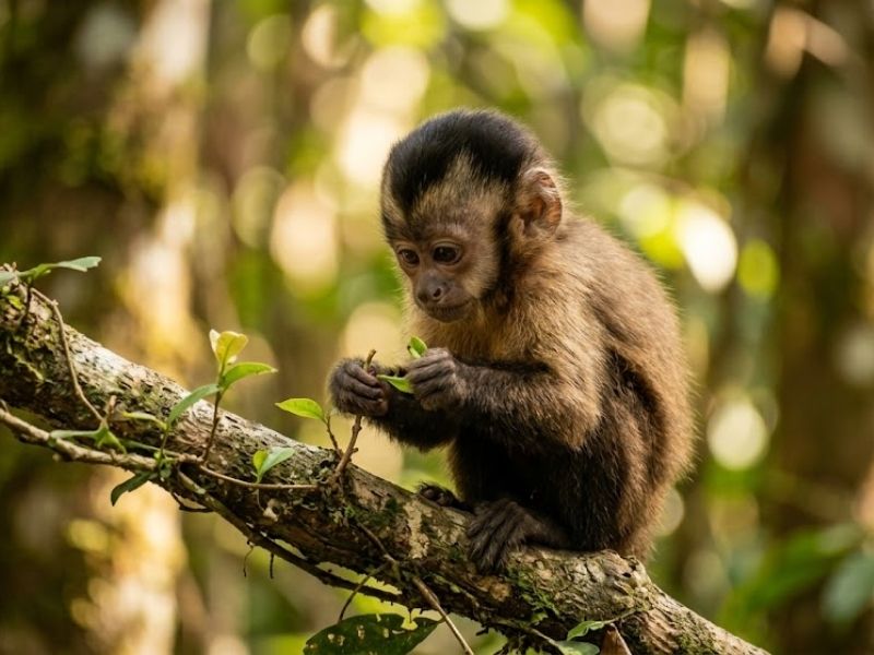 Tuổi Thân Là Gì? Ý Nghĩa Của Con Giáp Thứ 9